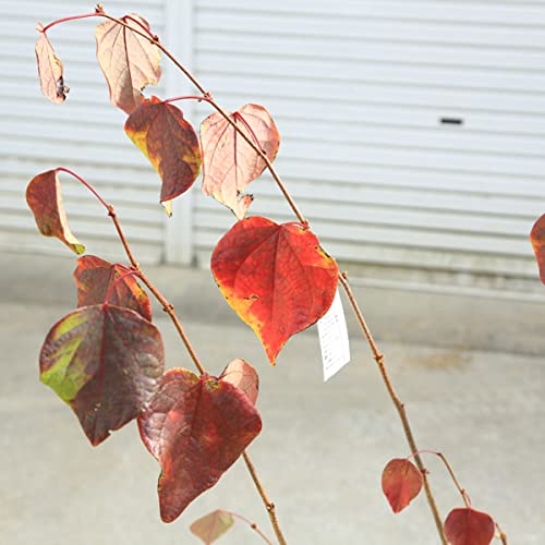 Amazon.co.jp: 庭木 植木：マルバノキ*紅万作 根巻き 佐川急便 : DIY